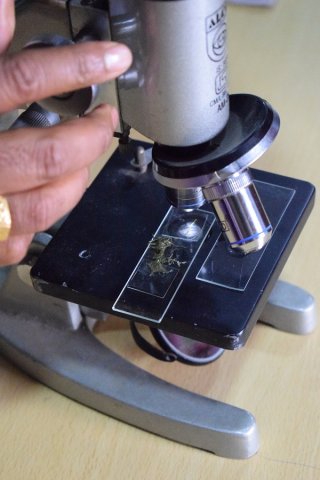 Cell 12